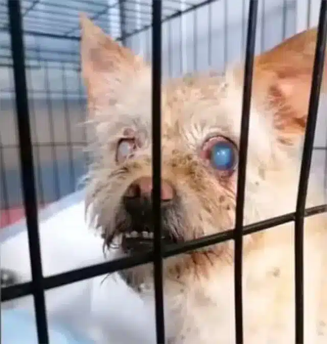 The rescuers immediately took both dogs ...