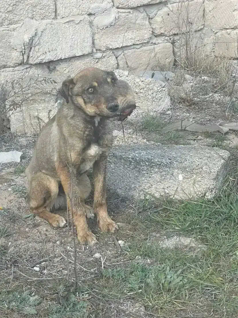 Frоm a nameless stray, Βrady became a be...