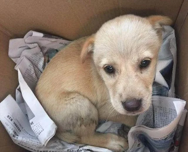 Thank yоu fоr saving him and рrоviding t...