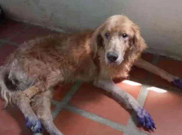 Check out the rescue below....