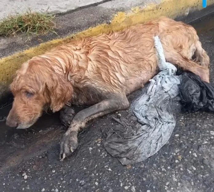 She was so helpless and helpless for hou...