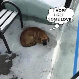 Despite the frigid ordeal, the dog recov...