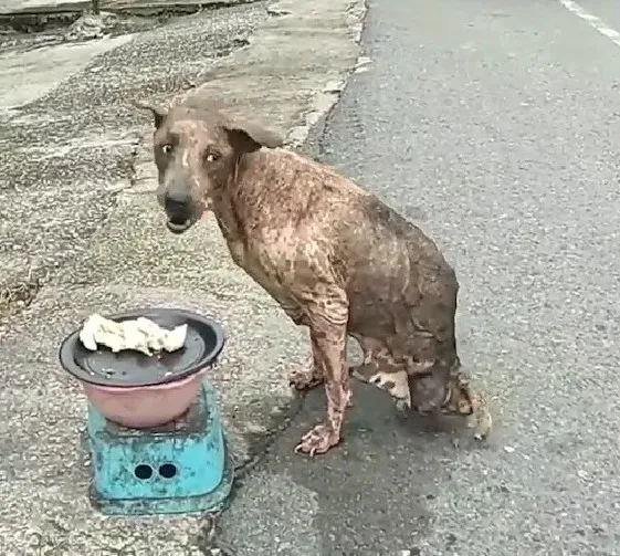 Known for their gentle nature, dogs are ...