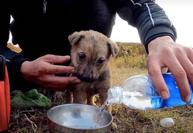 To aid its recovery, the dog received va...