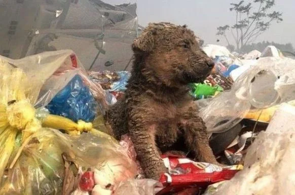 Dogs, in particular, face harsh conditio...