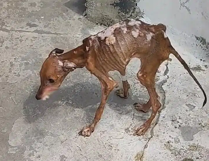 The dog, now alone, was deprived of nour...