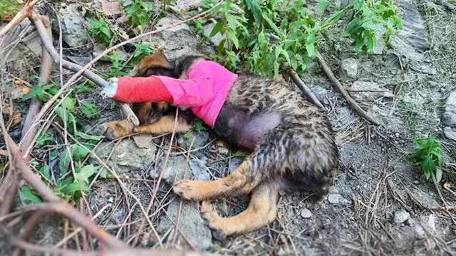 When rescuers got to him, they were surp...