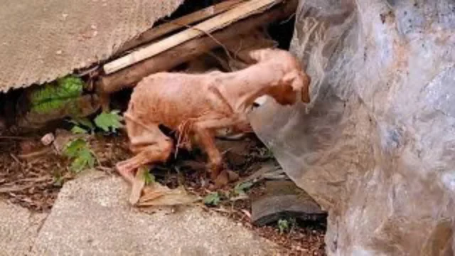 Dogs often devote their entire lives to ...