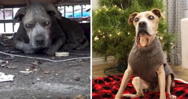 The call was answered by Hope for Paws, ...