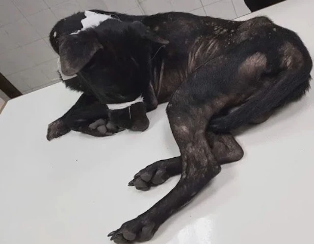 A heartfelt thanks to the rescuers, dedi...