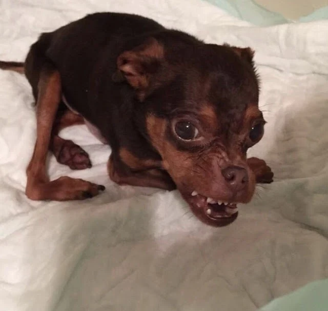 Walter was diagnosed with a rare genetic...