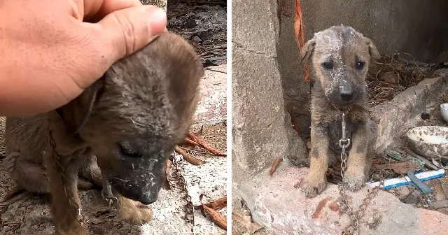 Stray dogs often face harsh living condi...