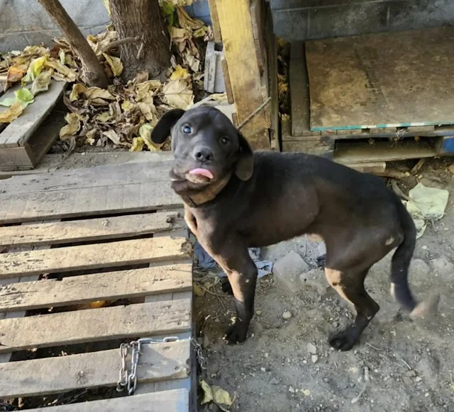 Now in expert hands, the three dogs fina...