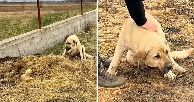 The mother dog, later named Mika, and he...