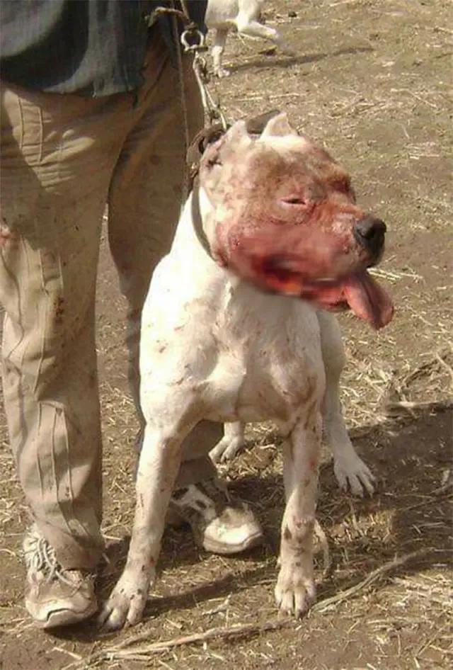 Morocho, one of Ulises’ best Dogo Argent...