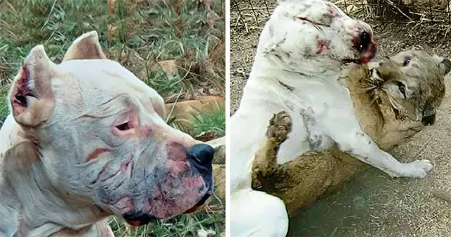 In a remarkable tale of bravery, a dog’s...