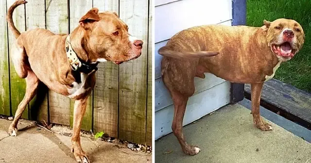 He was a happy puppy, living with his ne...