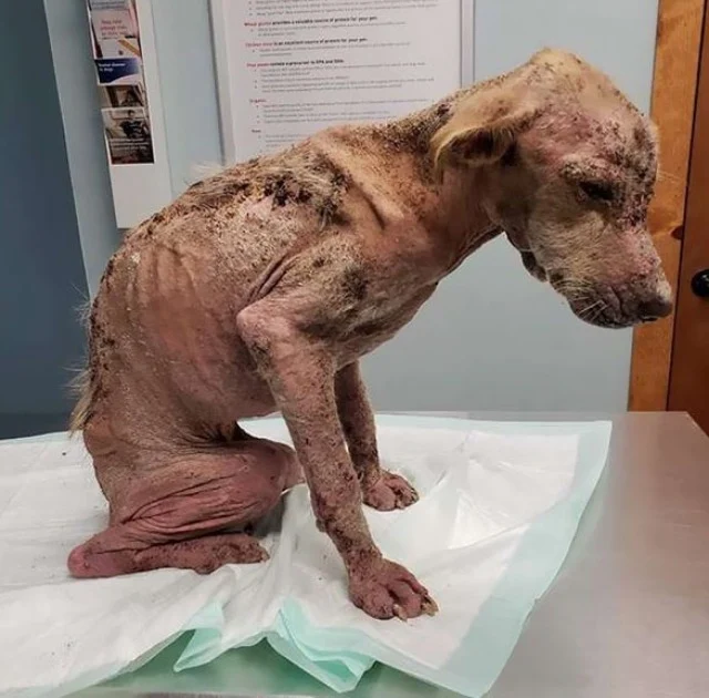 Veterinarians believed that only a mirac...