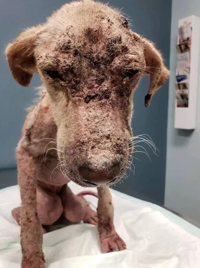 Despite his progress, Libre's condition ...