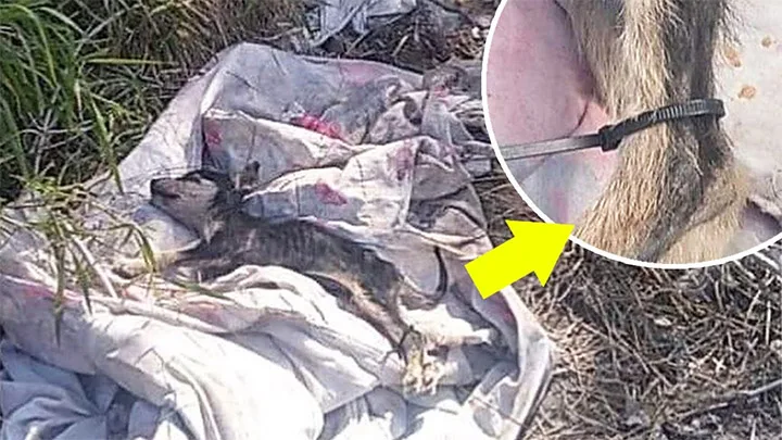 The heartbreaking sight revealed that he...