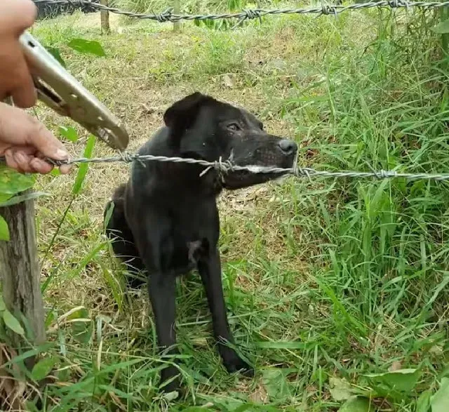 It's important to note that attempting t...
