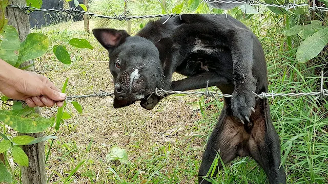 In rural areas, barbed wire can pose sig...