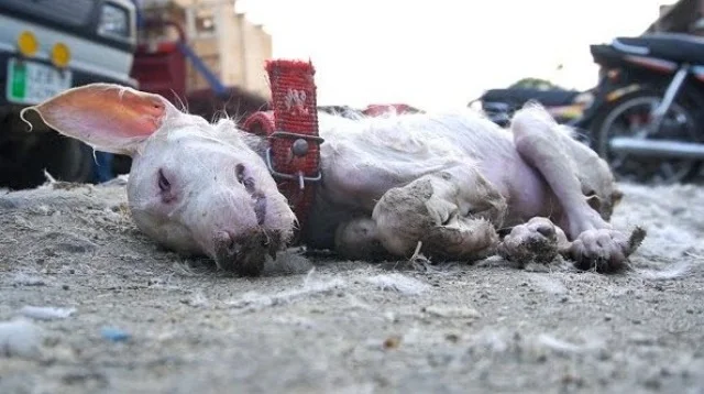 Amidst this heartbreaking moment, a byst...