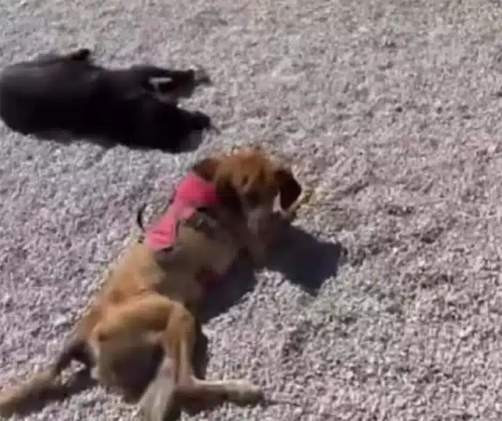 Elvis's story transcends mere rescue; it...