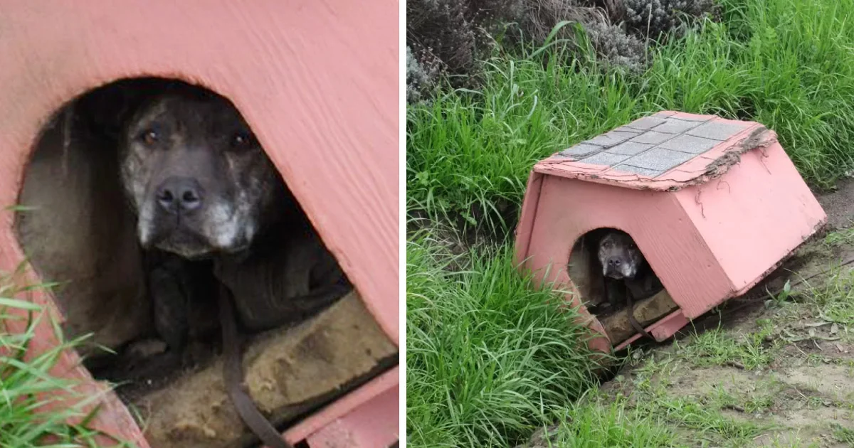 Upon her arrival at the shelter, staff q...