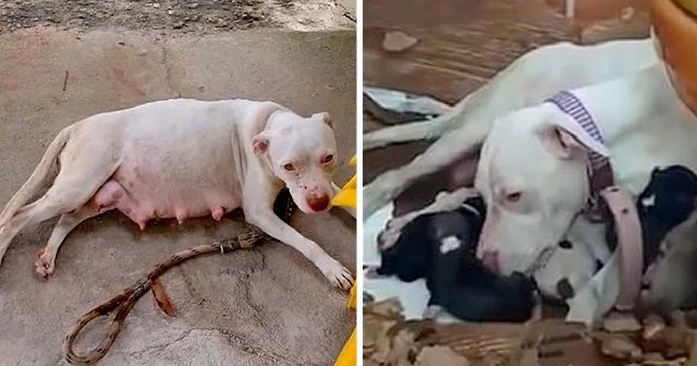 The pit bull was visibly distressed and ...
