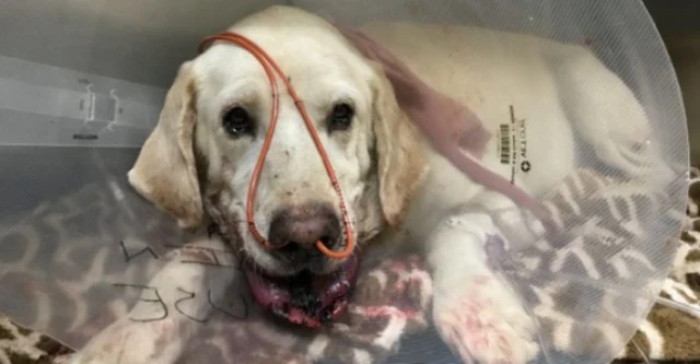 Marley was then moved to a veterinary ho...