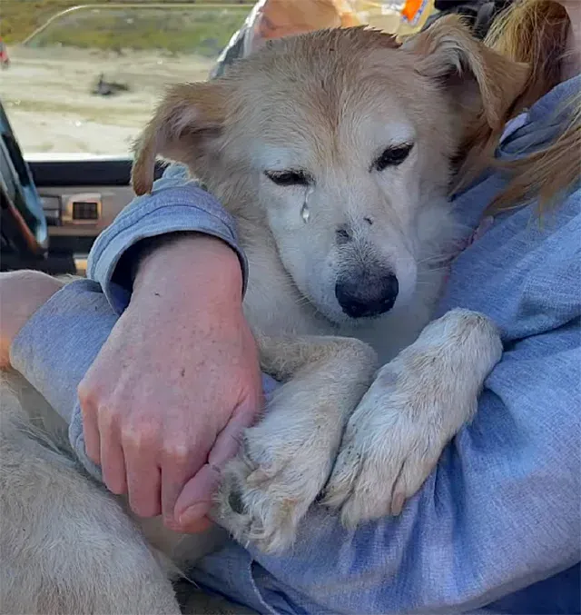 The rescue group is now on a mission to ...