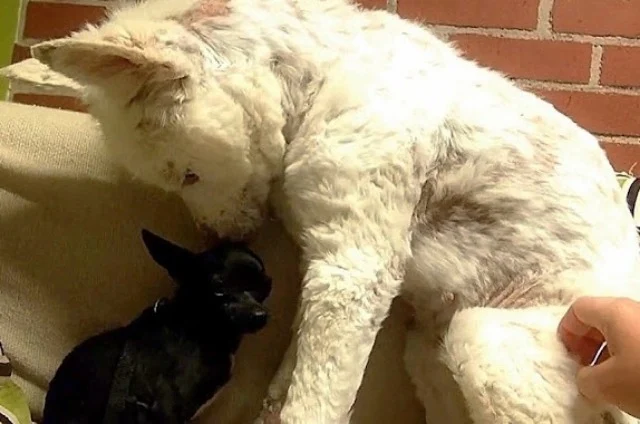 A year after her rescue, Miley's remarka...