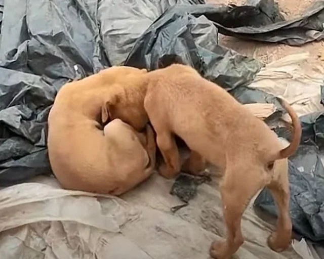 Animal Aid provided shelter and care for...