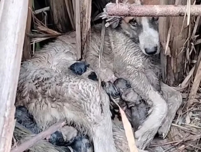 The hope is that they will soon find a p...