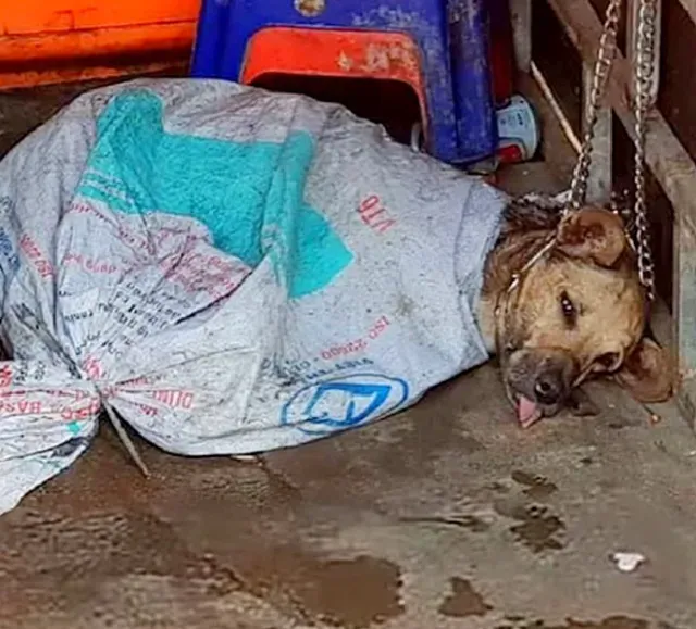 Following this initial rescue, the dog w...