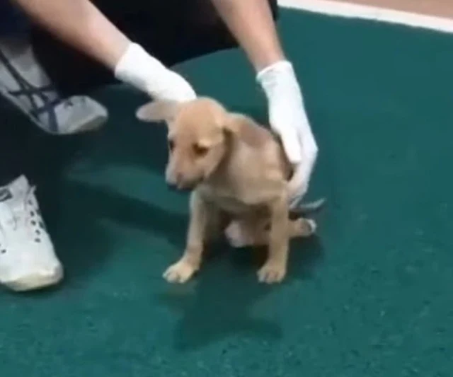Extra image from article