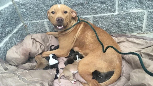 In Sacramento, California, a pit bull mo...