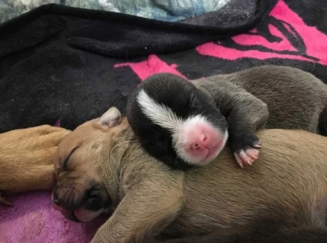 The staff at the Sacramento SPCA arrived...