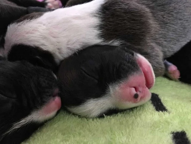 This generous foster parent created a co...