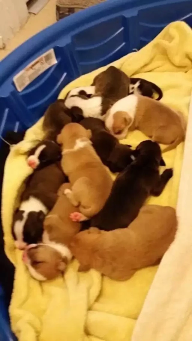 The pit bull mother's loyalty to her lit...