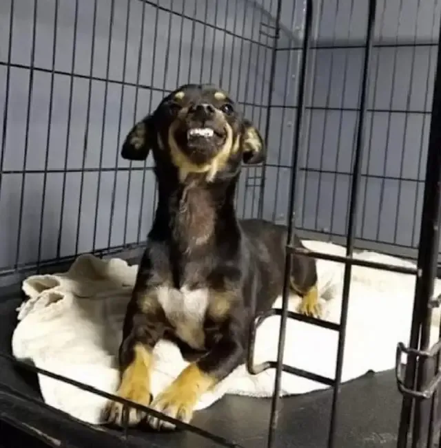 Among the flood of adoption applications...