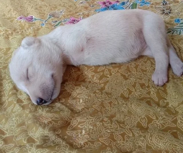 Born without her front legs, this little...