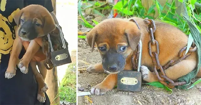 Rescued by a passerby who heard its plai...