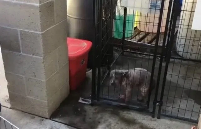 The Sacramento Fire Department shared th...