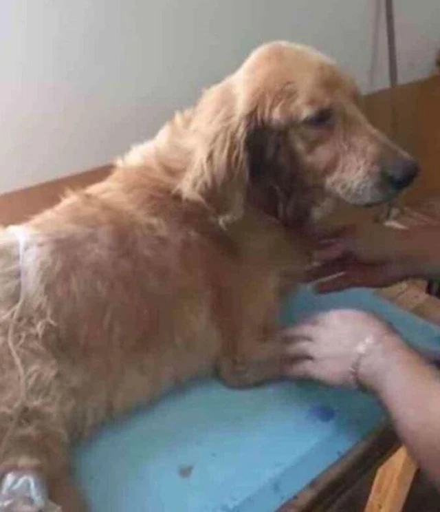 Extra image from article