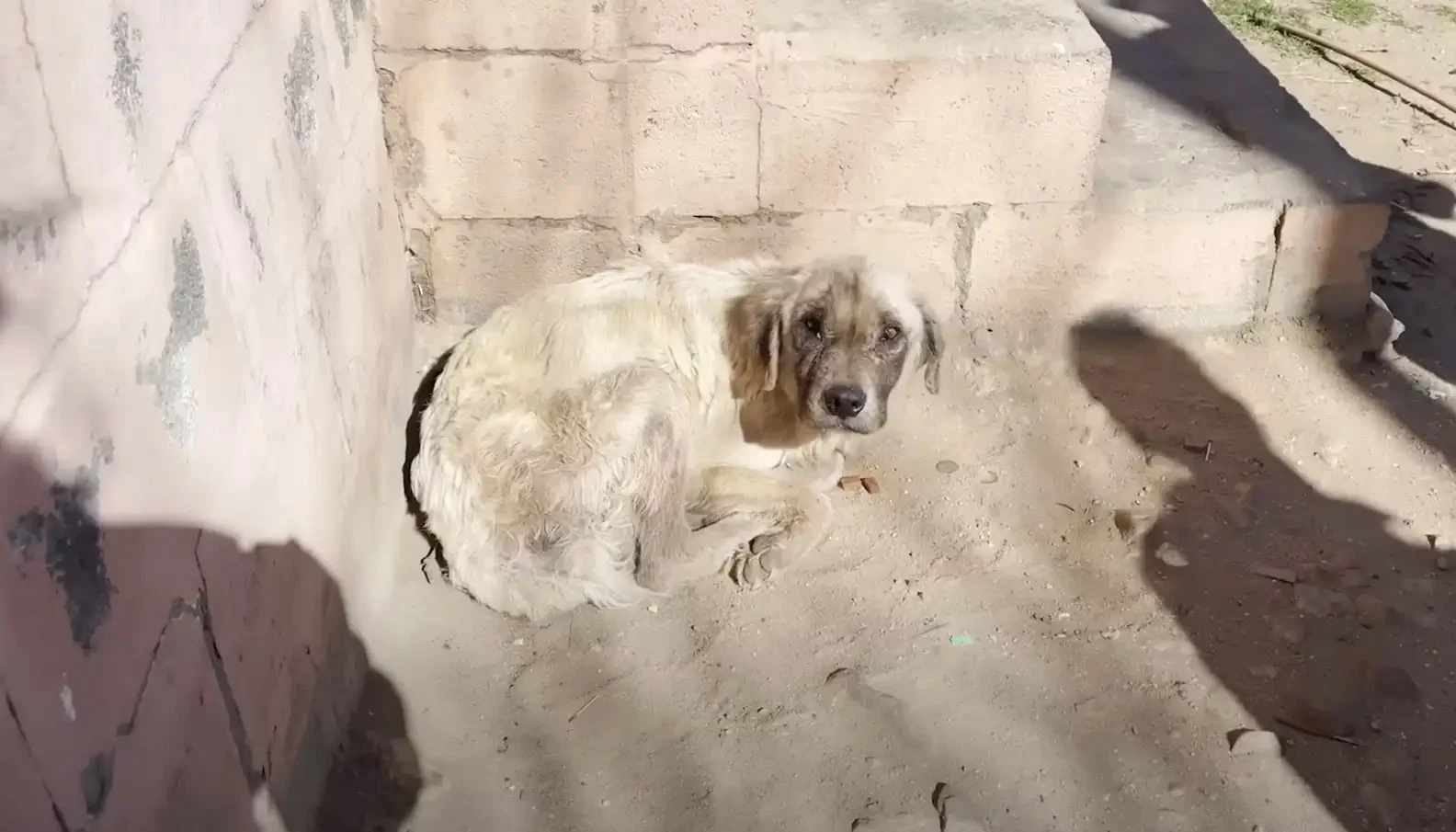 The dog, named Spencer, had spent the pa...