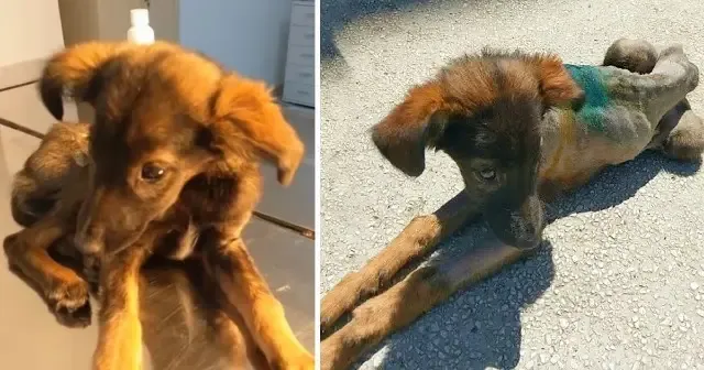 Lying in agony, the puppy—soon to be nam...