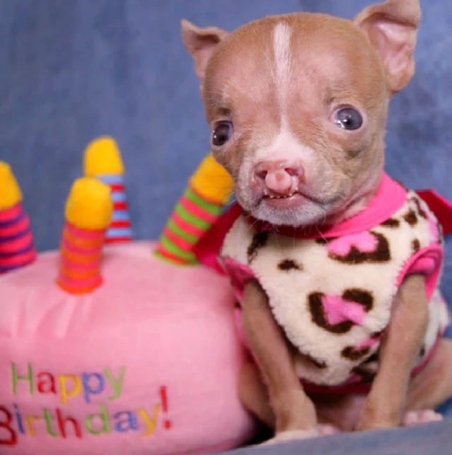 Marie, who might soon officially adopt S...
