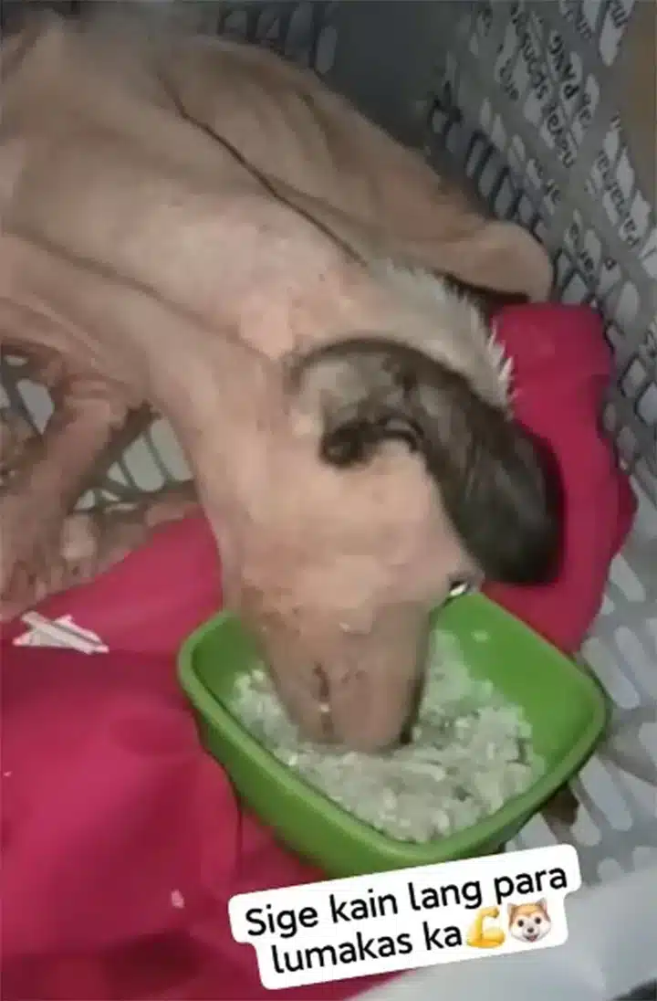 The abandoned puppy who once struggled t...